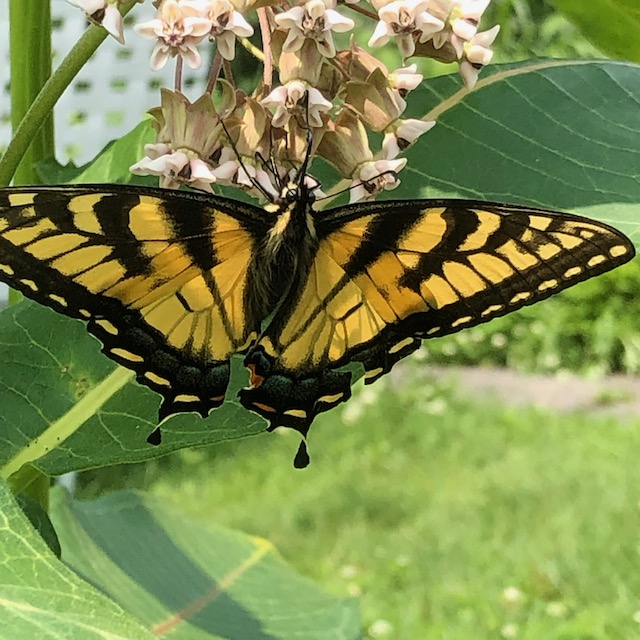 Papilio-glaucus.jpeg