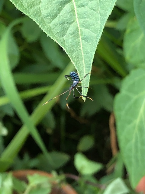 ambush-bug-nymph.jpeg